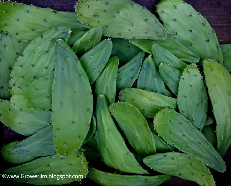 Nopales frescos en La Casa De La Alegria